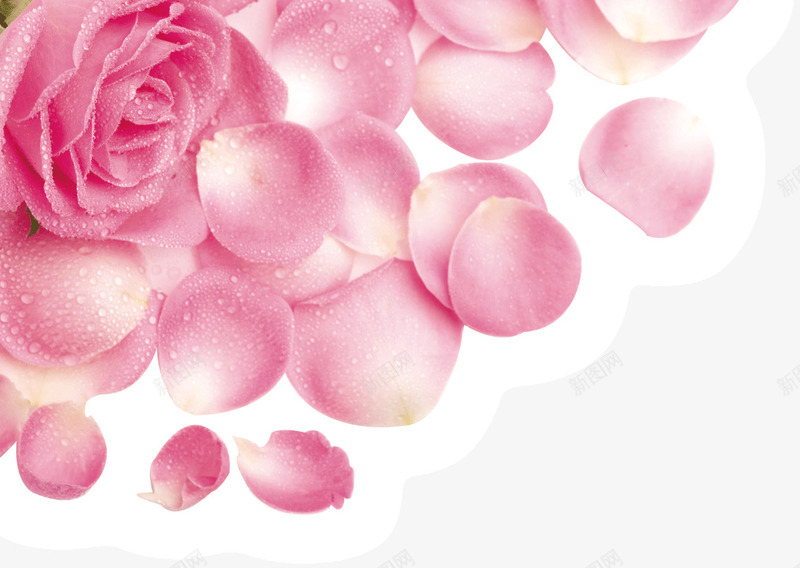 粉色水嫩玫瑰花png免抠素材_88icon https://88icon.com 彩绘玫瑰花 彩色花朵 手绘玫瑰花 水嫩 玫瑰花 粉色 花元素 花卉 花朵元素 花瓣 装饰花