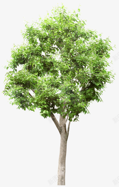 茂盛浓密的树木png免抠素材_88icon https://88icon.com 树木 浓密 茂盛