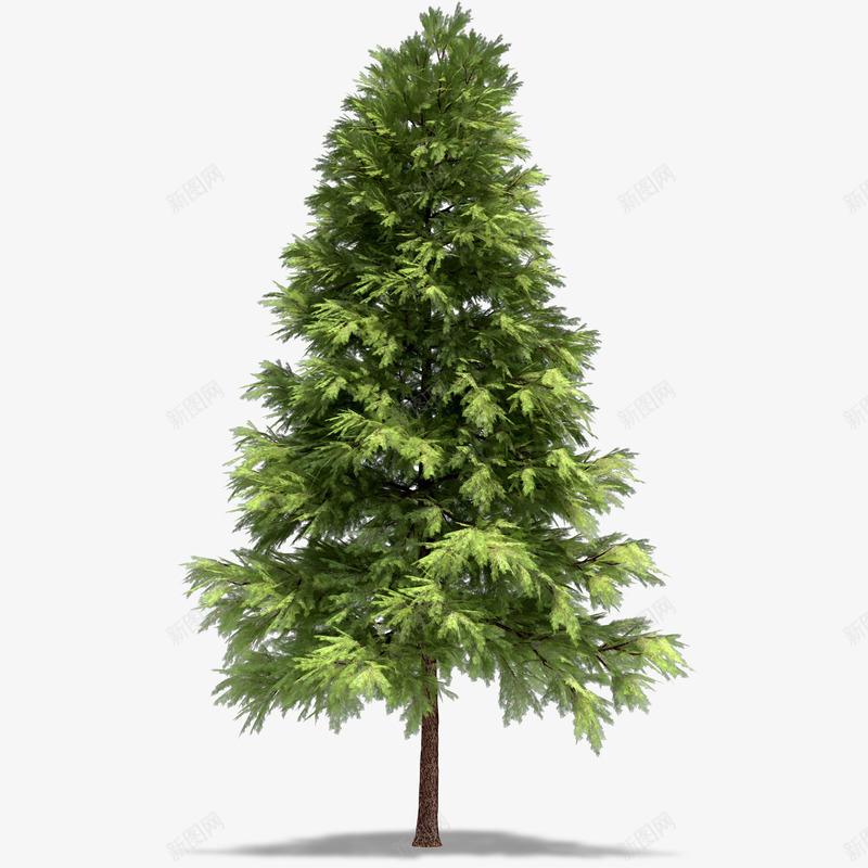 茂盛的植物绿色大树png免抠素材_88icon https://88icon.com 卡通手绘 树木 植物插图 绿色 茂盛的 高大的松树