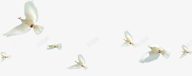 活动白色和平鸽效果飞翔png免抠素材_88icon https://88icon.com 和平鸽 效果 活动 白色 飞翔