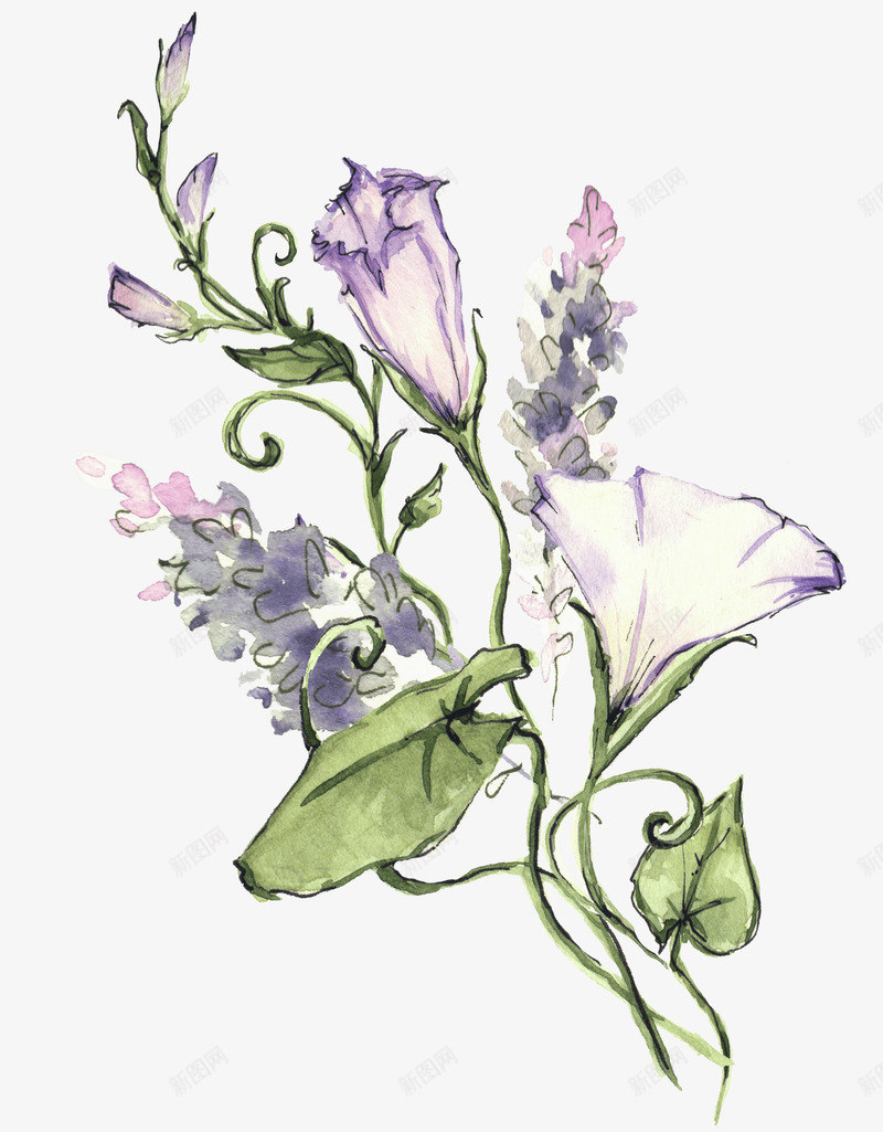 手绘水彩花卉喇叭花png免抠素材_88icon https://88icon.com 包装设计 喇叭花 小清新包装 布料印花 植物花卉 花朵 花朵装饰 花草设计 贺卡设计