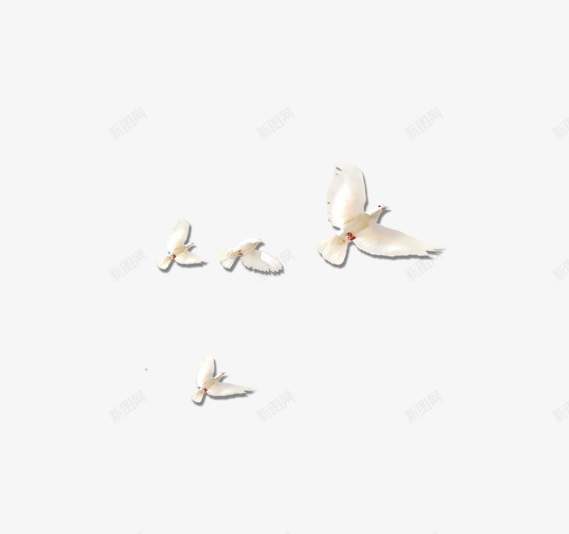 唯美飞鸟飞鸽白鸽飞翔png免抠素材_88icon https://88icon.com 唯美 白鸽 飞翔 飞鸟 飞鸽