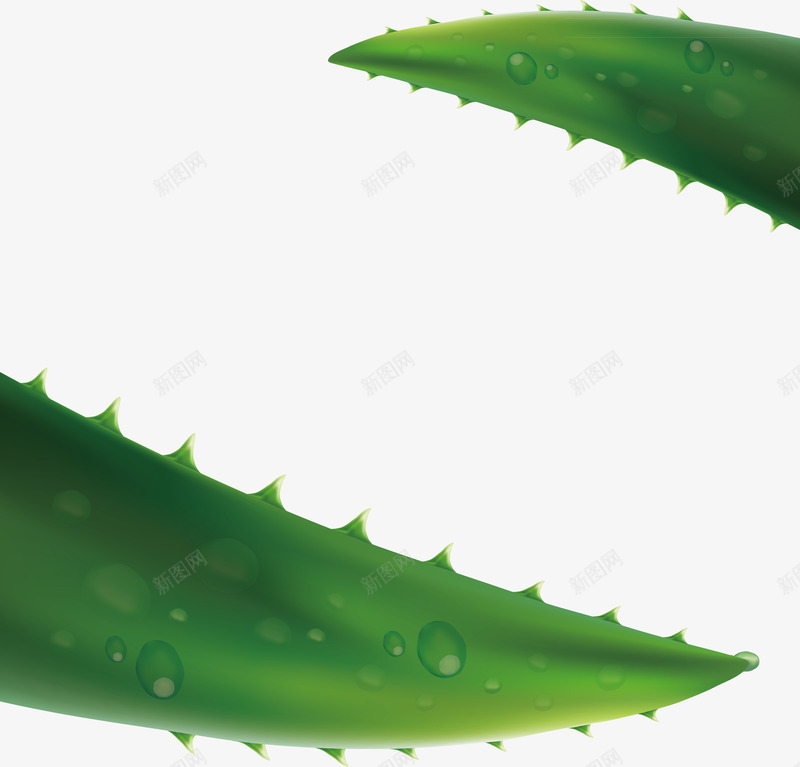 手绘芦荟矢量图ai免抠素材_88icon https://88icon.com 水晶 矢量素材 芦荟 装饰 矢量图