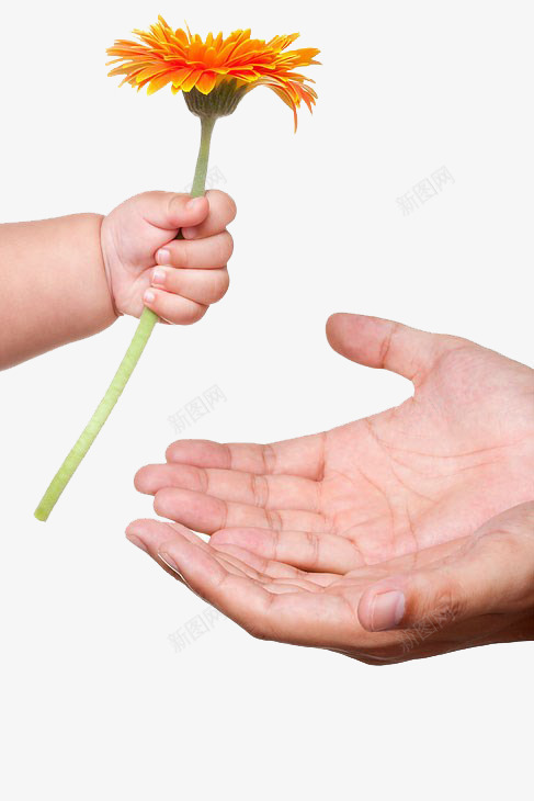 婴儿和成人手png免抠素材_88icon https://88icon.com 婴儿手 实物 成人 手 手拿花朵 手素材