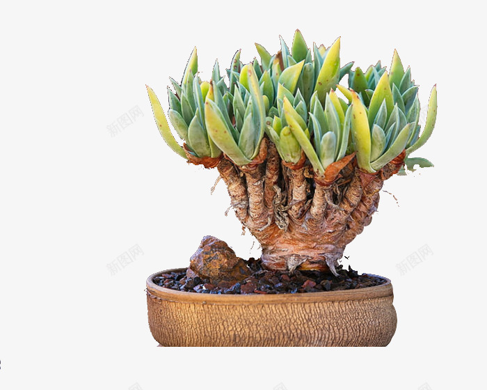盆中的多肉植物png免抠素材_88icon https://88icon.com 圆形条纹盆 多肉 多肉植物 实物 棕色根部 植物 盆栽 绿色枝叶