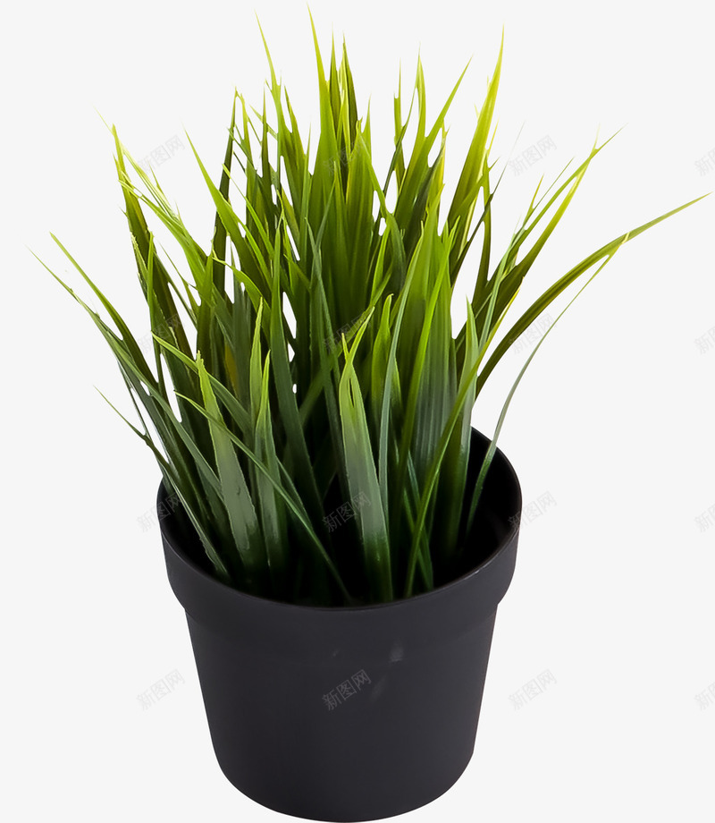 摄影绿色的草本植物盆栽png免抠素材_88icon https://88icon.com 摄影 盆栽 绿色 草本植物