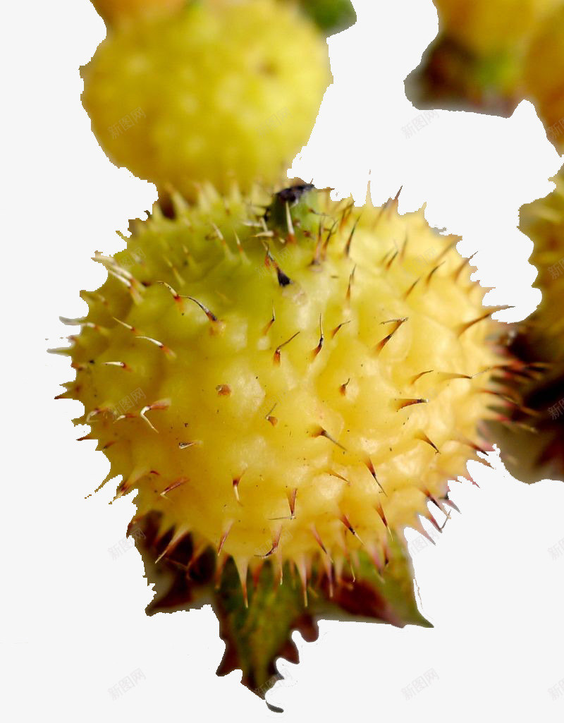 刺梨特写png免抠素材_88icon https://88icon.com 刺梨 刺梨图片 刺梨摄影 刺梨特写 刺梨花 水果药材 高清刺梨 高清水果