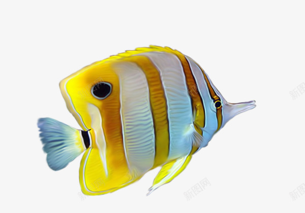 黄色条纹热带鱼png免抠素材_88icon https://88icon.com 产品实物 热带鱼 黄色亚热带鱼类 黄色条纹