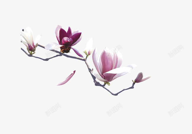 玉兰花png免抠素材_88icon https://88icon.com 玉兰花 玉兰花枝 紫玉兰 紫花 花 花枝
