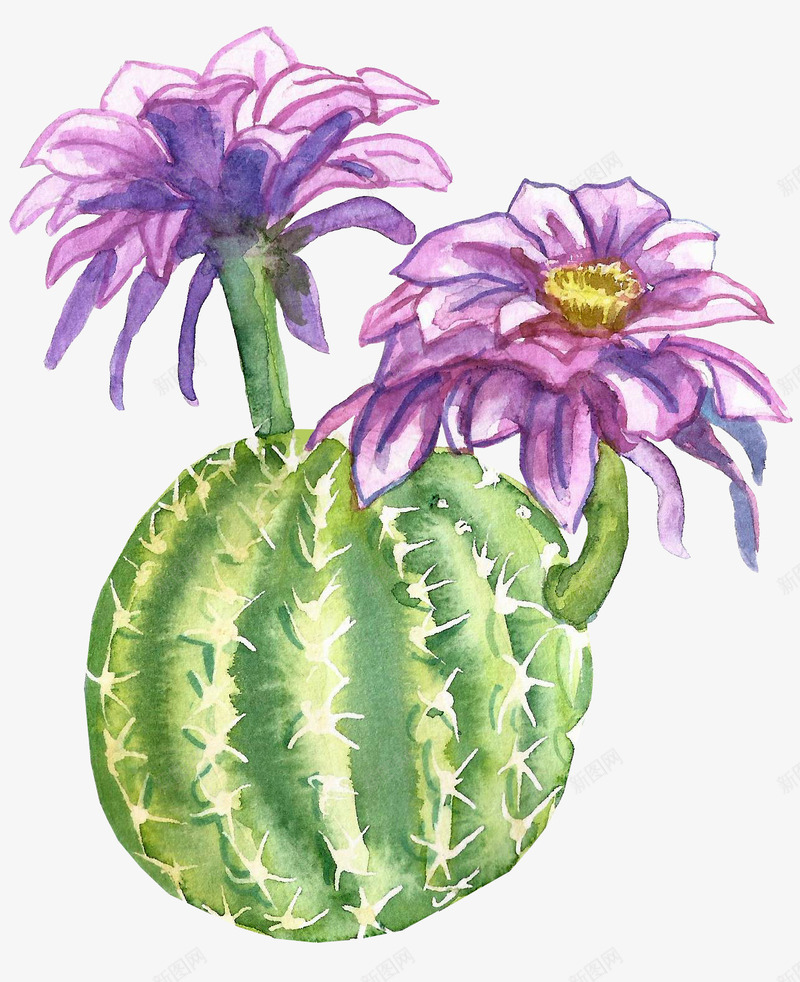 紫色仙人掌花朵png免抠素材_88icon https://88icon.com png图形 仙人掌 多肉植物 植物 花朵 装饰