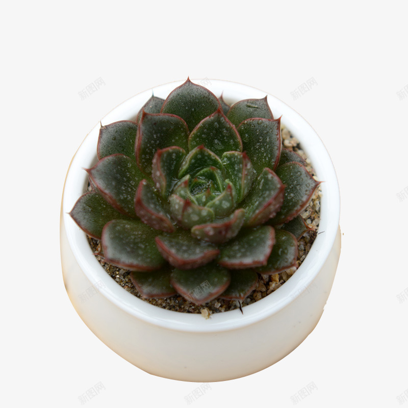8多肉png免抠素材_88icon https://88icon.com 多肉 多肉植物 植物 盆栽 绿色 花 花盘 装饰