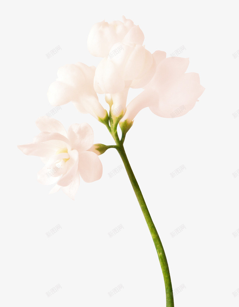 玉兰花枝png免抠素材_88icon https://88icon.com 玉兰 花朵 花枝 鲜花