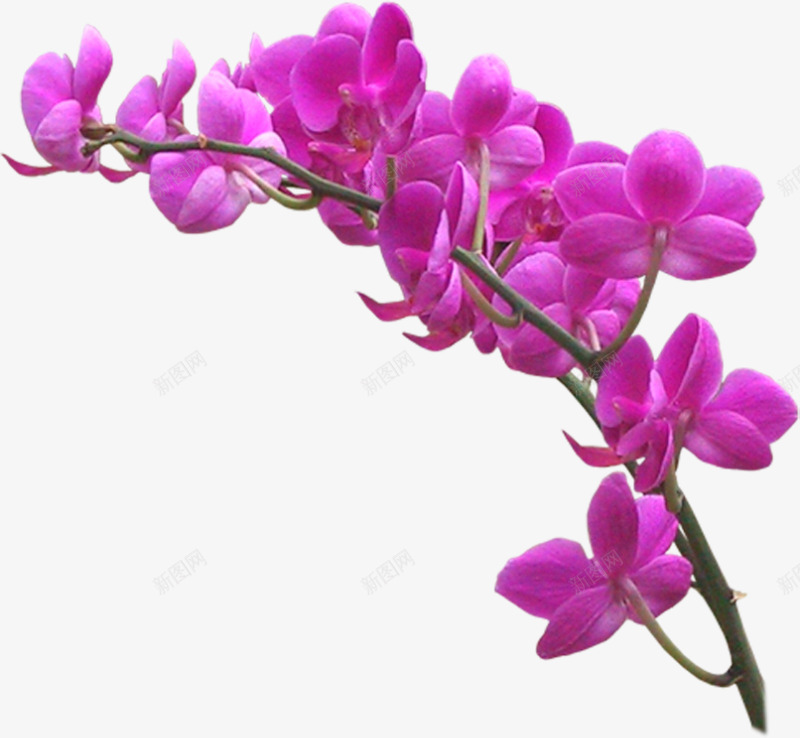 紫色兰花花枝png免抠素材_88icon https://88icon.com 兰花 花朵 花枝 鲜花