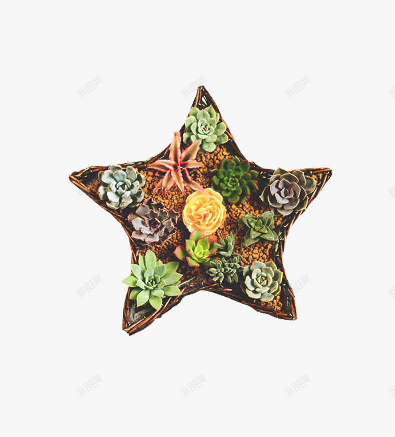 五角星多肉png免抠素材_88icon https://88icon.com 多肉 多肉植物 植物 盆栽 绿色 花 花盘 装饰