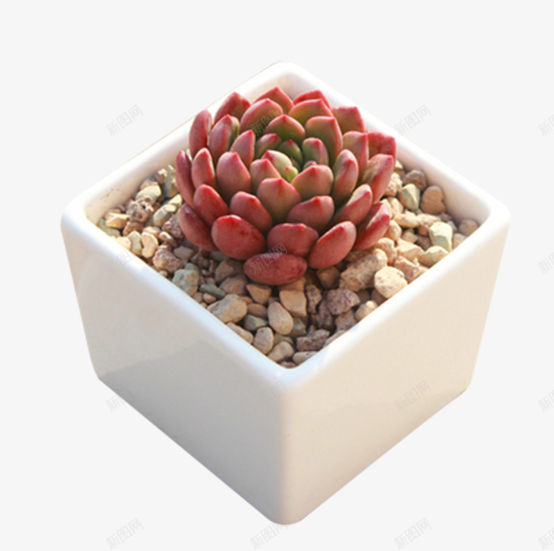 植物红宝石多肉观音莲png免抠素材_88icon https://88icon.com 植物 盆栽 精品多肉 红宝石多肉 绿植含 观音莲