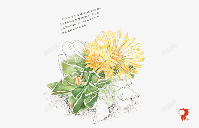 植物png免抠素材_88icon https://88icon.com 多肉 水彩画 社会后悔