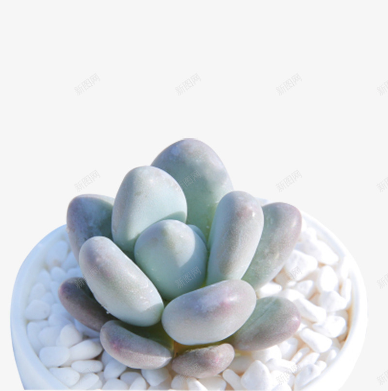 植物白美人多肉观音莲png免抠素材_88icon https://88icon.com 植物 白美人多肉 盆栽 精品多肉 绿植含 观音莲