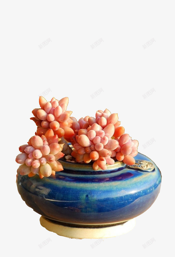蓝瓶里的多肉png免抠素材_88icon https://88icon.com 多肉 多肉植物 实物 文字 植物 橘色多肉 盆栽 蓝色瓶