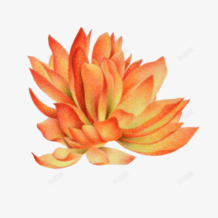 火祭png免抠素材_88icon https://88icon.com 多肉 多肉植物 彩铅 手绘 植物 水彩 火祭 盆栽 肉肉