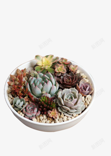 多肉集合png免抠素材_88icon https://88icon.com 多肉 多肉植物 植物 盆栽 绿色 花 花盘 装饰