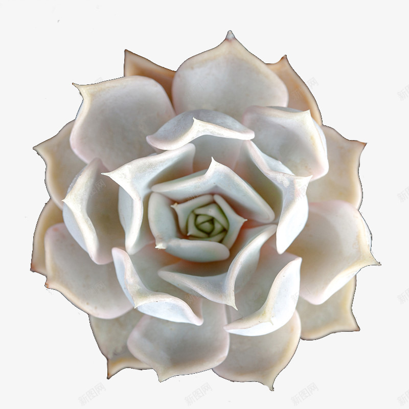 10多肉png免抠素材_88icon https://88icon.com 多肉 多肉植物 植物 盆栽 绿色 花 花盘 装饰