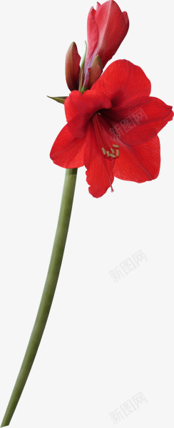 红色花朵花枝花苞png免抠素材_88icon https://88icon.com 红色 花朵 花枝 花苞