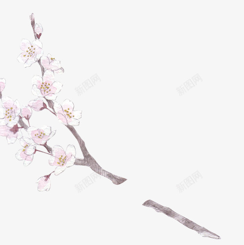 白色花枝手绘插画png免抠素材_88icon https://88icon.com 插画 白色 花枝