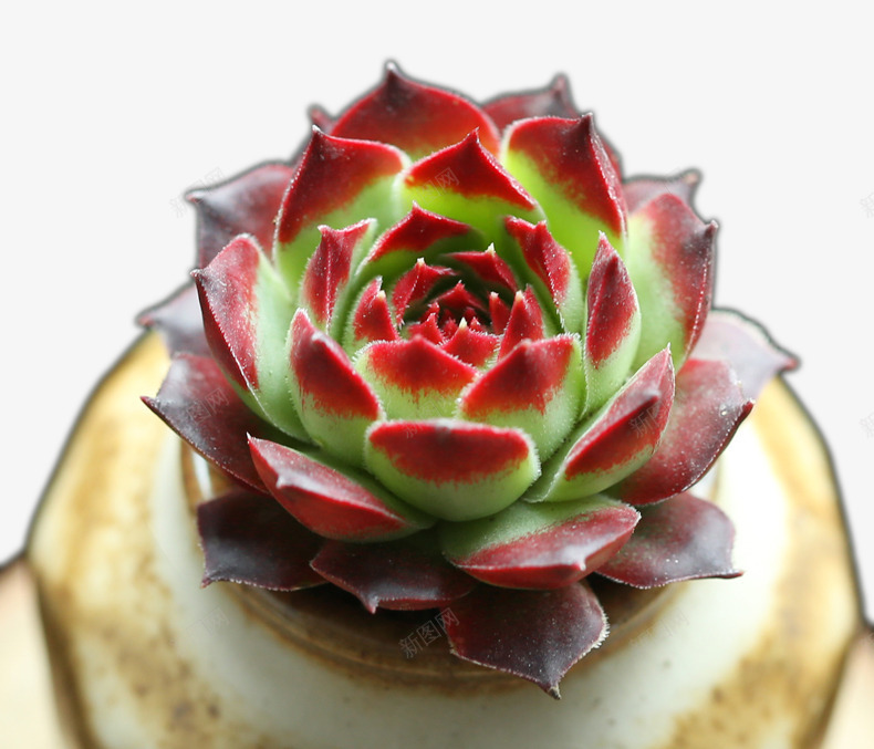 小清新多肉植物6png免抠素材_88icon https://88icon.com 多肉 多肉植物 植物 盆栽 绿色 花 花盘 装饰