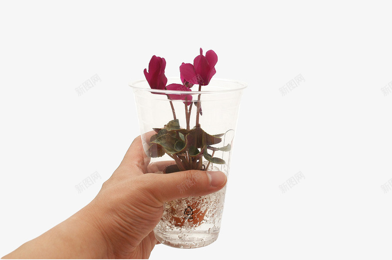 手拿水杯花朵png免抠素材_88icon https://88icon.com 一次性水杯 产品实物 塑料水杯 手拿水杯 手指 水杯 花朵 花束