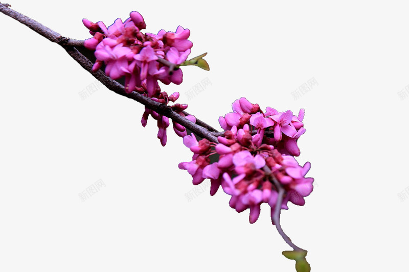 紫金花植物png免抠素材_88icon https://88icon.com 素材 紫金花 花朵 花枝