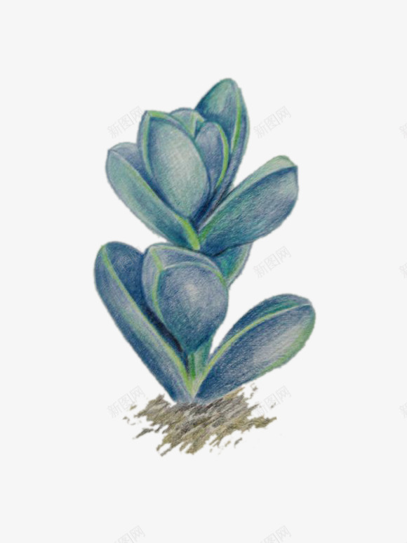 手绘彩铅多肉png免抠素材_88icon https://88icon.com 多肉 彩铅 手绘 植物 素描