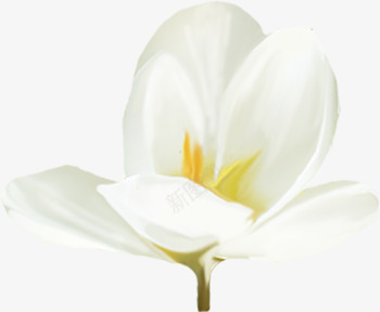 白花装饰png免抠素材_88icon https://88icon.com 花卉 花朵 花枝 野花