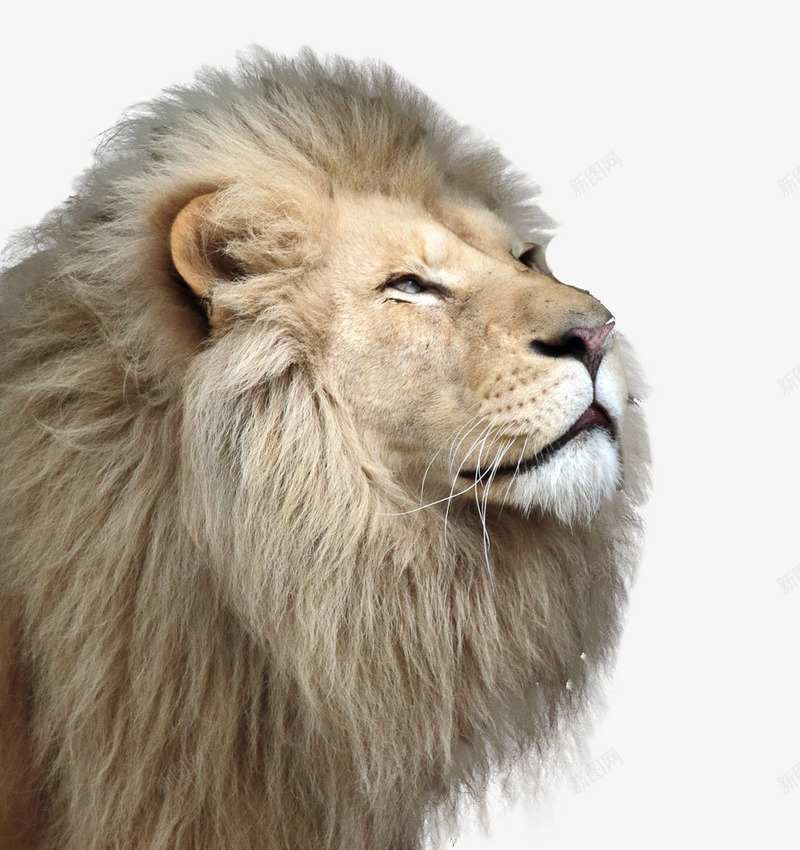 公狮子头像png免抠素材_88icon https://88icon.com 凶猛 大自然 猛兽 设计素材