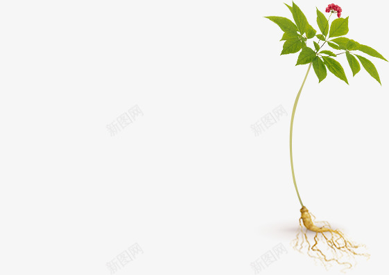 萝卜人参花枝png免抠素材_88icon https://88icon.com 人参 素材 花枝 萝卜