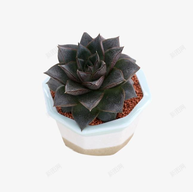 大和锦多肉png免抠素材_88icon https://88icon.com 一株多叶 单个生长 易养殖 植物类