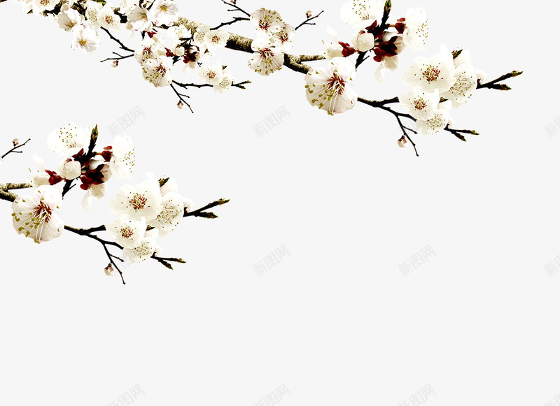 白色清新花枝装饰图案png免抠素材_88icon https://88icon.com 中国风 免抠PNG 桃花 清新 白色 花枝 装饰图案