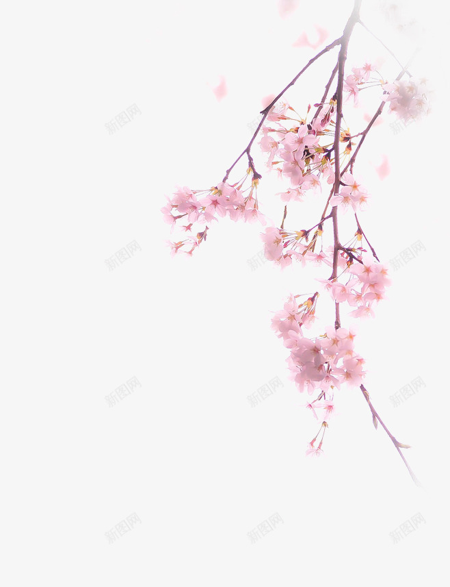 粉色桃花装饰图案png免抠素材_88icon https://88icon.com 桃花枝 桃花盛开 粉嫩 装饰图案