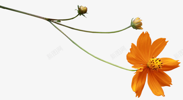 花枝花草黄色花朵花苞png免抠素材_88icon https://88icon.com 花朵 花枝 花苞 花草 黄色