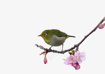 站在花枝上的鸟png免抠素材_88icon https://88icon.com 花枝