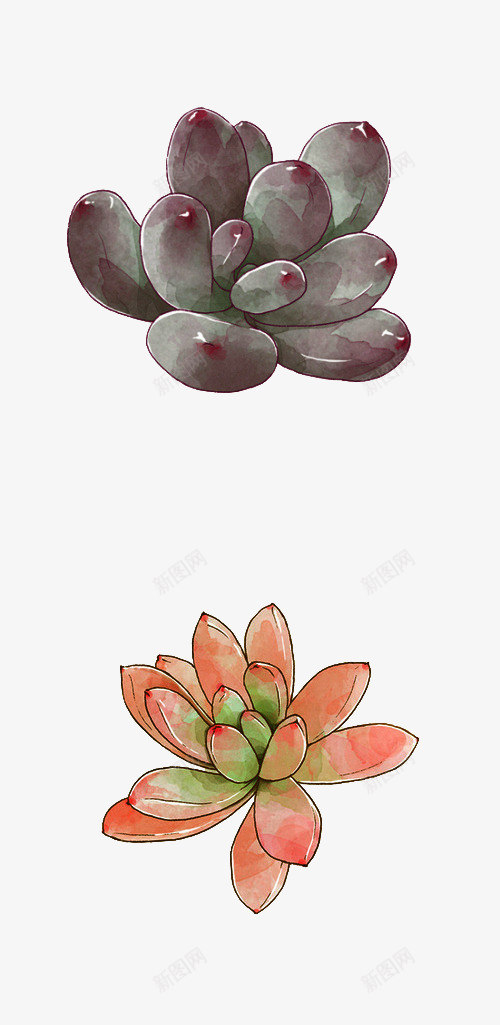 多种多肉植物png免抠素材_88icon https://88icon.com 可爱 多肉植物 植物