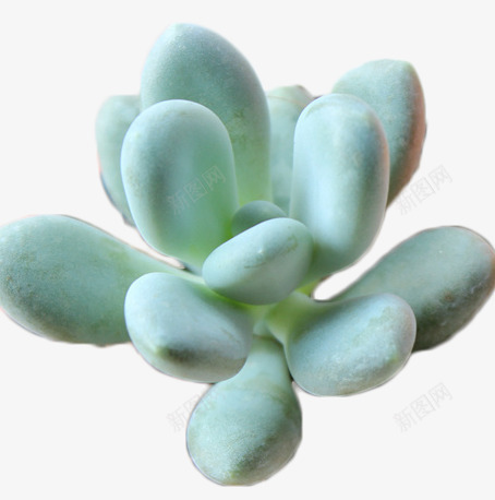 多肉植物png免抠素材_88icon https://88icon.com 多肉植物 多肉植物DIY 尽享新鲜呼吸 拥抱清新绿色 植物 盆栽