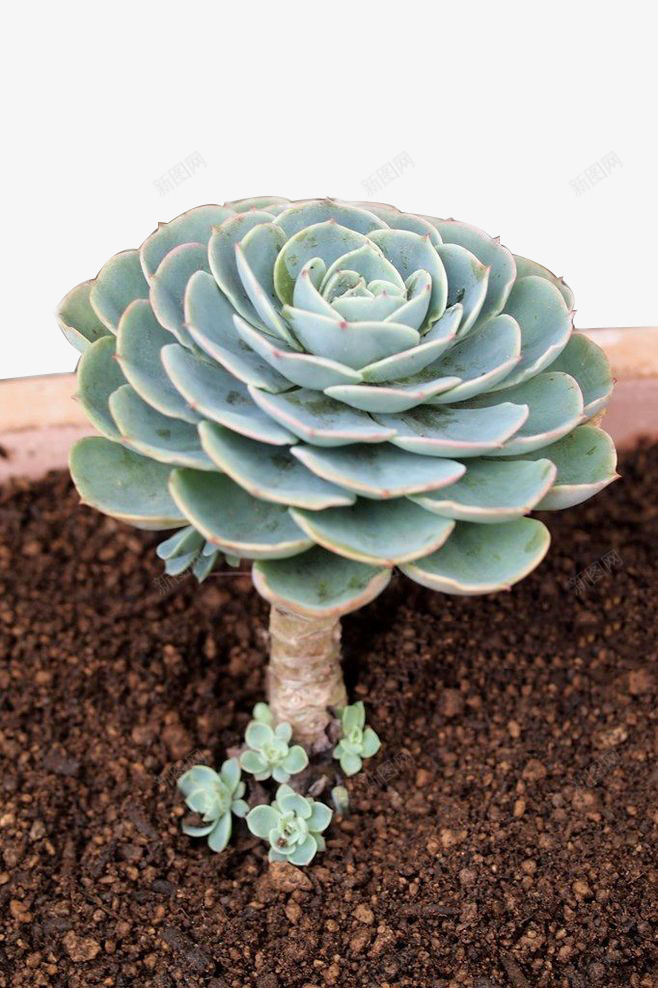 多肉植物8png免抠素材_88icon https://88icon.com 多肉 多肉植物 植物 盆栽 绿色 花 花盘 装饰