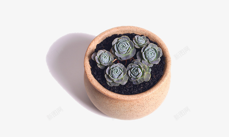 1多肉植物png免抠素材_88icon https://88icon.com 多肉 多肉植物 植物 盆栽 绿色 花 花盘 装饰