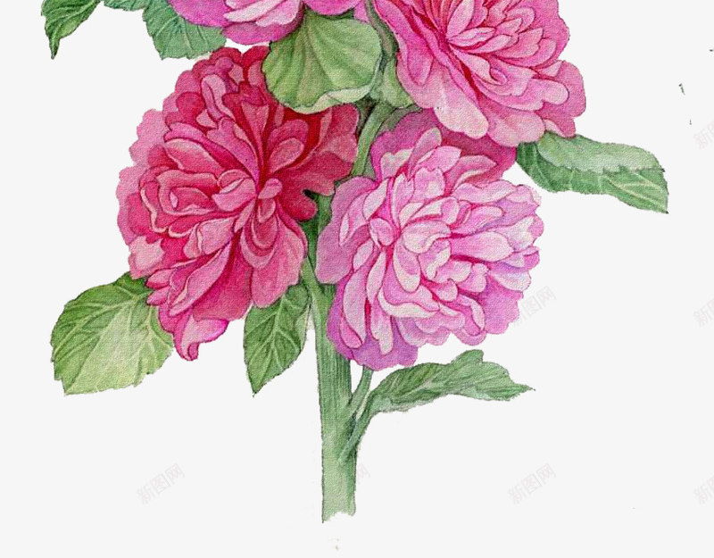 手绘鲜花鲜花花枝png免抠素材_88icon https://88icon.com 卡通鲜花素材 唯美 抽象鲜花素材 浪漫 花卉图案 花朵 花朵图片素材 花枝 鲜花元素