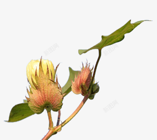 实物未成熟的棉花枝png免抠素材_88icon https://88icon.com 未成熟 未成熟的棉花 枝条 棉 棉花 棉花枝 植物 白色
