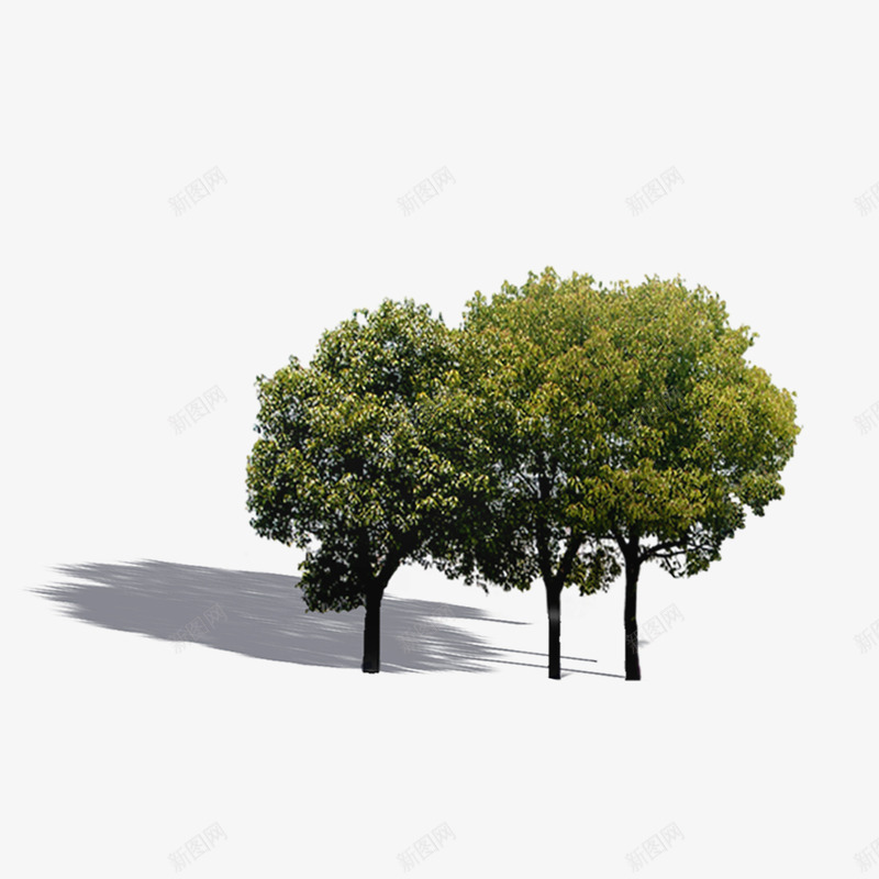实物桦树效果图png免抠素材_88icon https://88icon.com 中景树 实物 效果图 景观树 桦树 照片 配景树