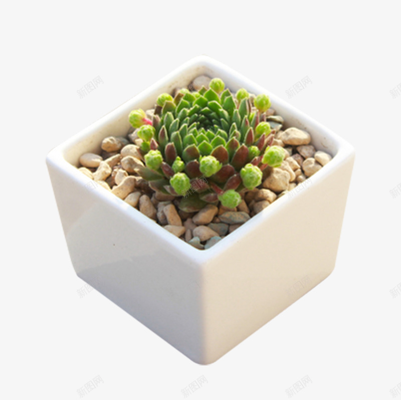 精品多肉绿植卷娟观音莲png免抠素材_88icon https://88icon.com 卷娟 植物 盆栽 精品多肉 绿植含 观音莲 鹿角海棠