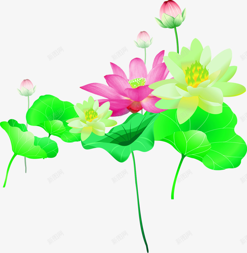 摄影夏日手绘绿色荷叶莲花png免抠素材_88icon https://88icon.com 夏日 摄影 绿色 荷叶 莲花