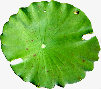 夏日莲花池莲花植物绿色png免抠素材_88icon https://88icon.com 夏日 植物 绿色 莲花