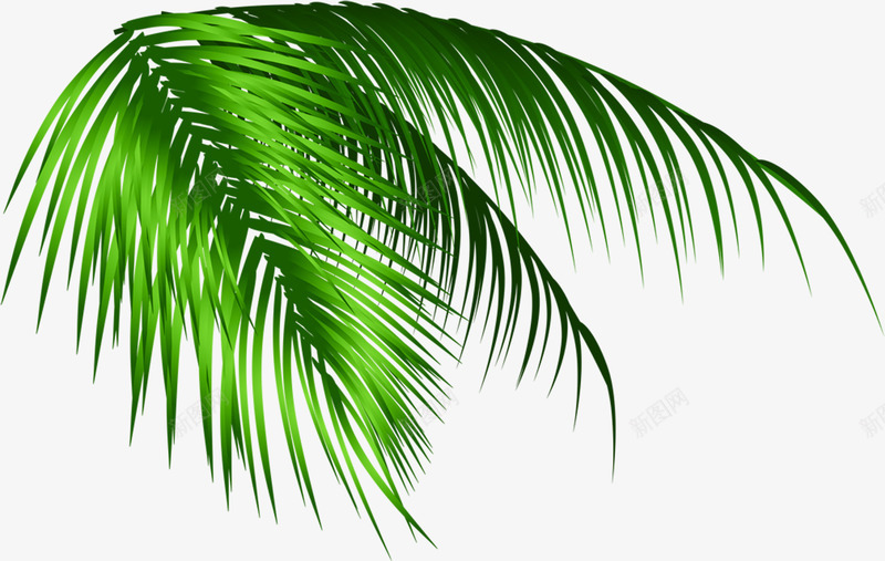 夏日海报植物棕叶沙滩png免抠素材_88icon https://88icon.com 夏日 植物 沙滩 海报
